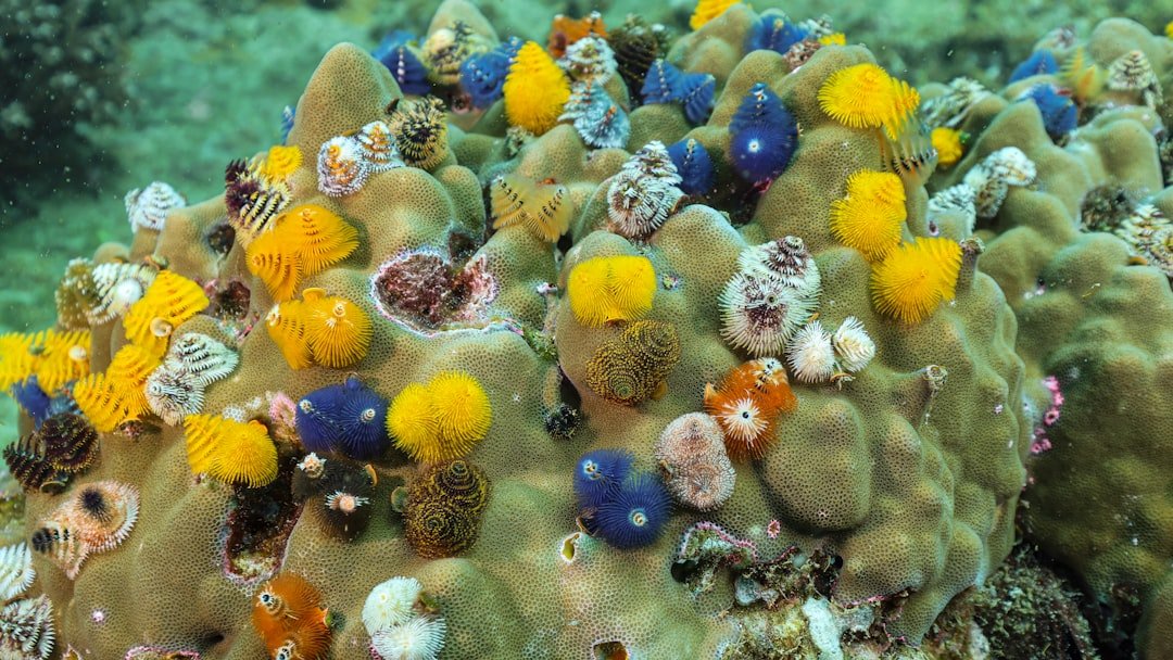 tropical coral reef Thailand