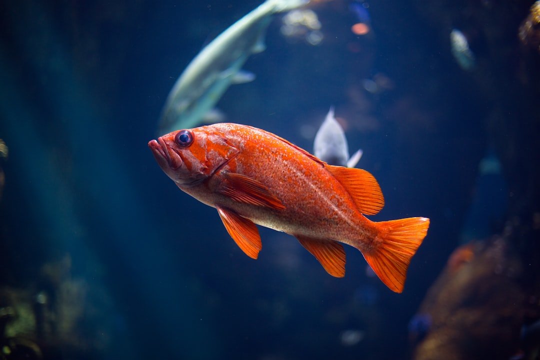 How to photograph fish underwater for beginners
