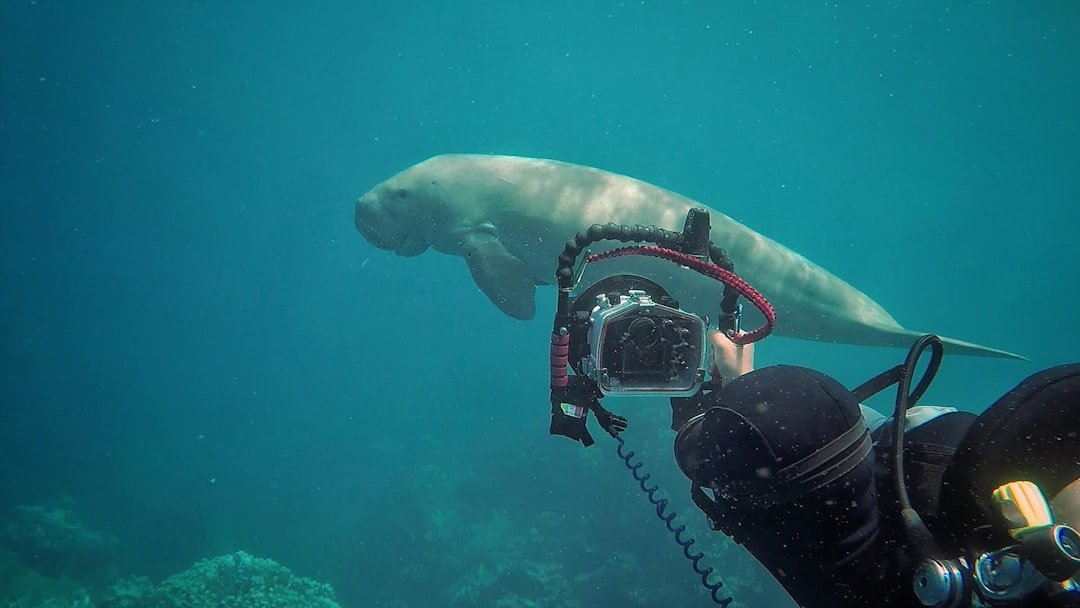 underwater camera housing diving