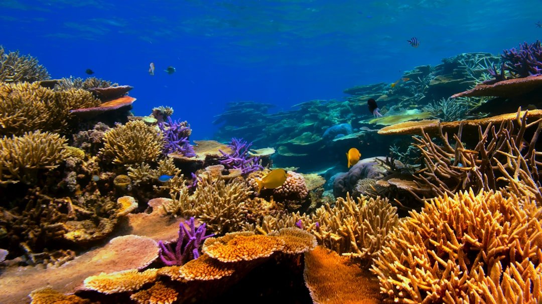 tropical coral reef underwater