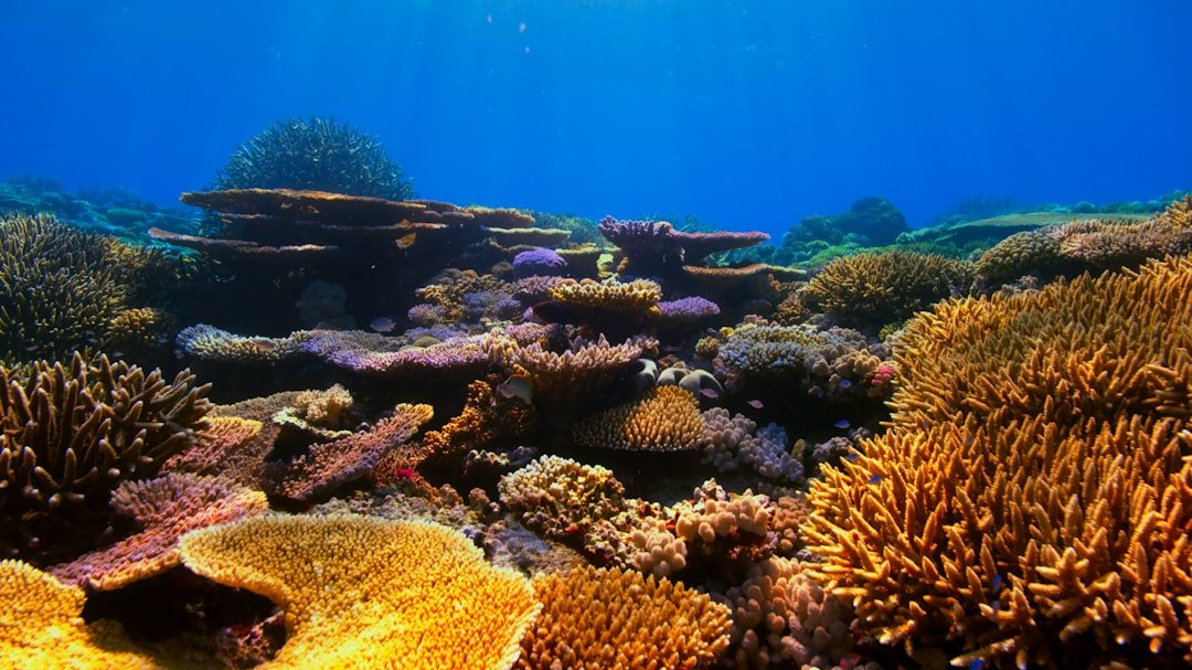 underwater coral reef diving