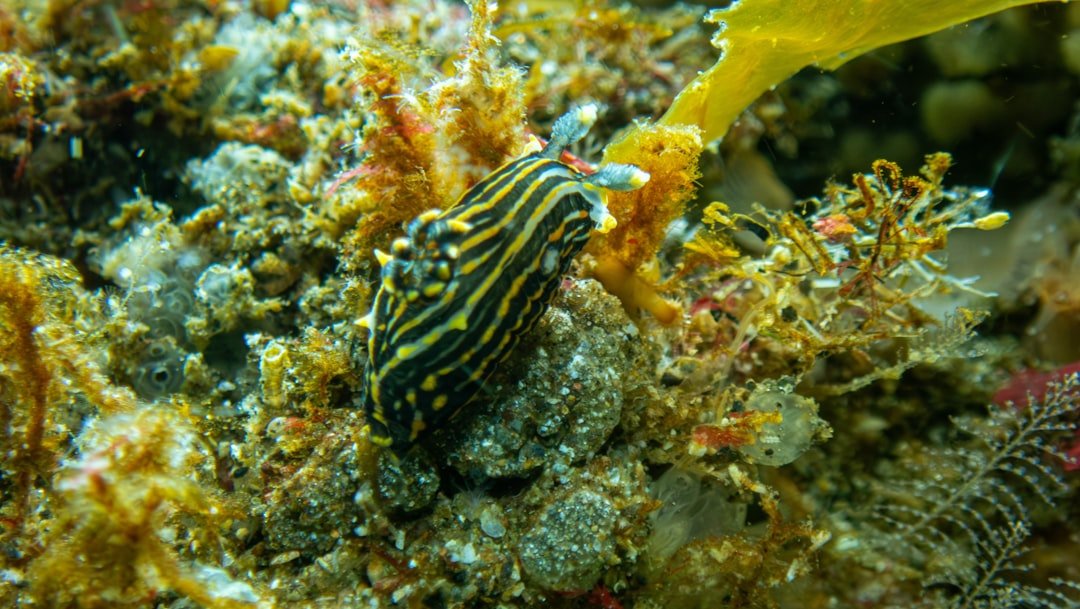 underwater macro nudibranch
