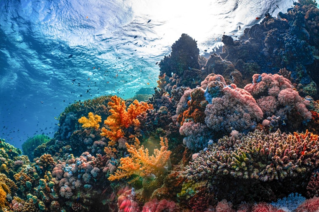 tropical coral reef underwater