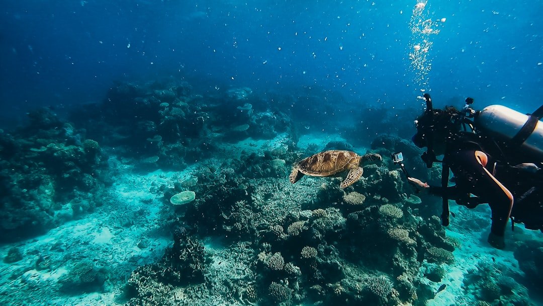 calm scuba dive site