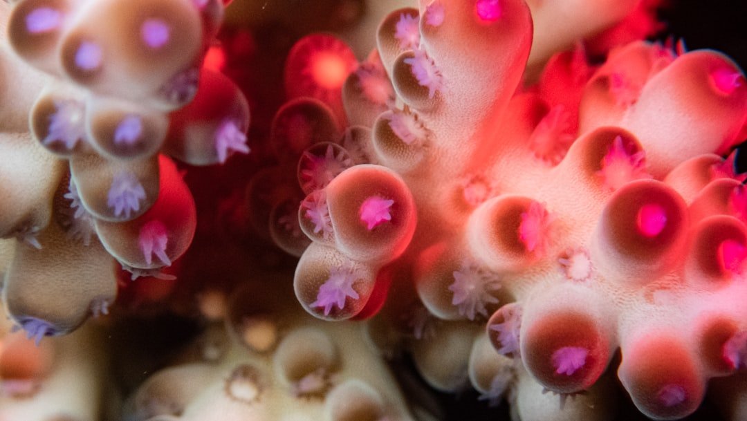 night coral reef