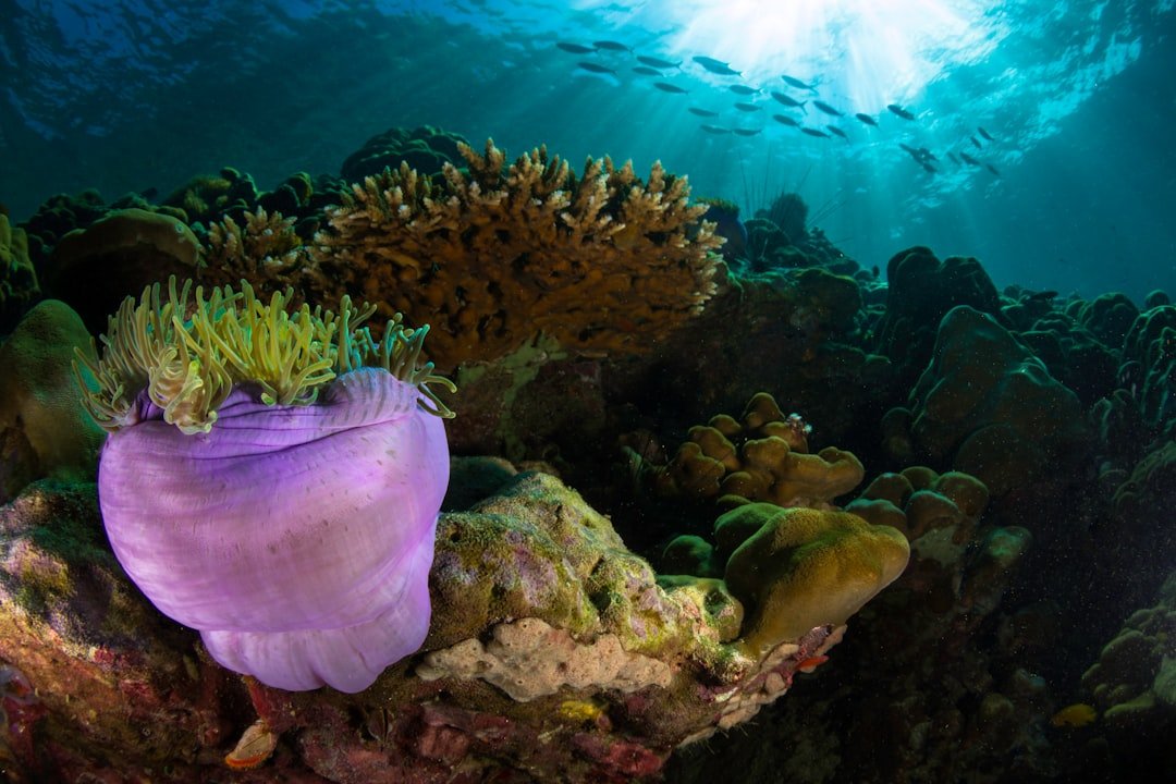 Thailand shallow coral reef