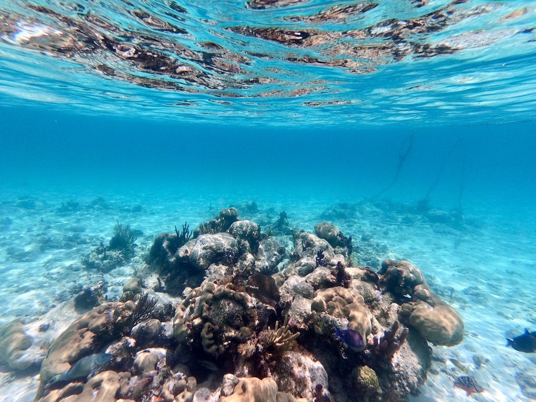 Caribbean shore reef