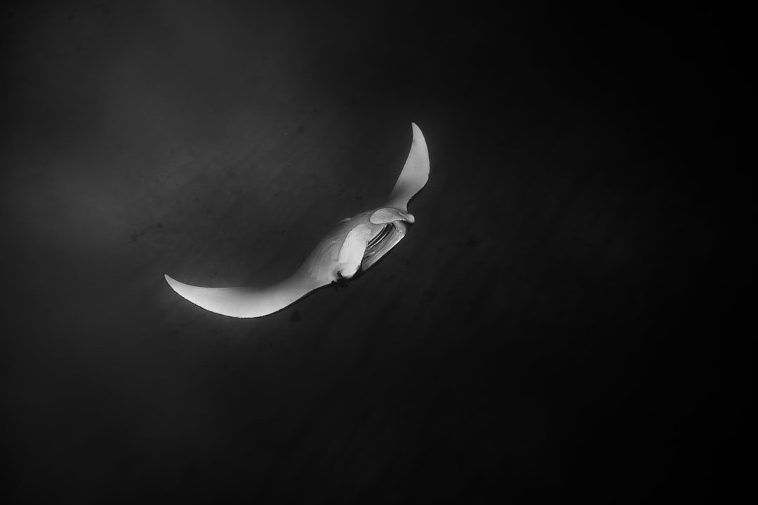 manta ray underwater ocean