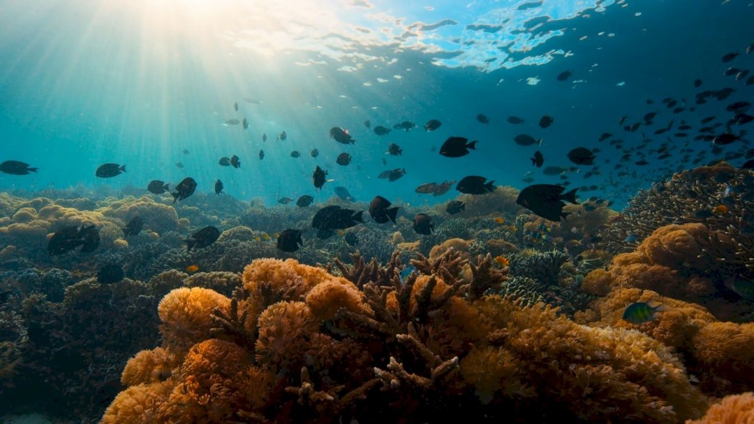 underwater coral reef tropical fish