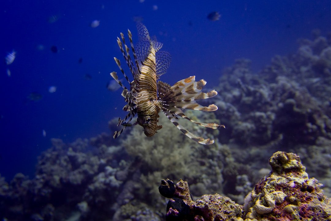 underwater snorkeling tropical reef
