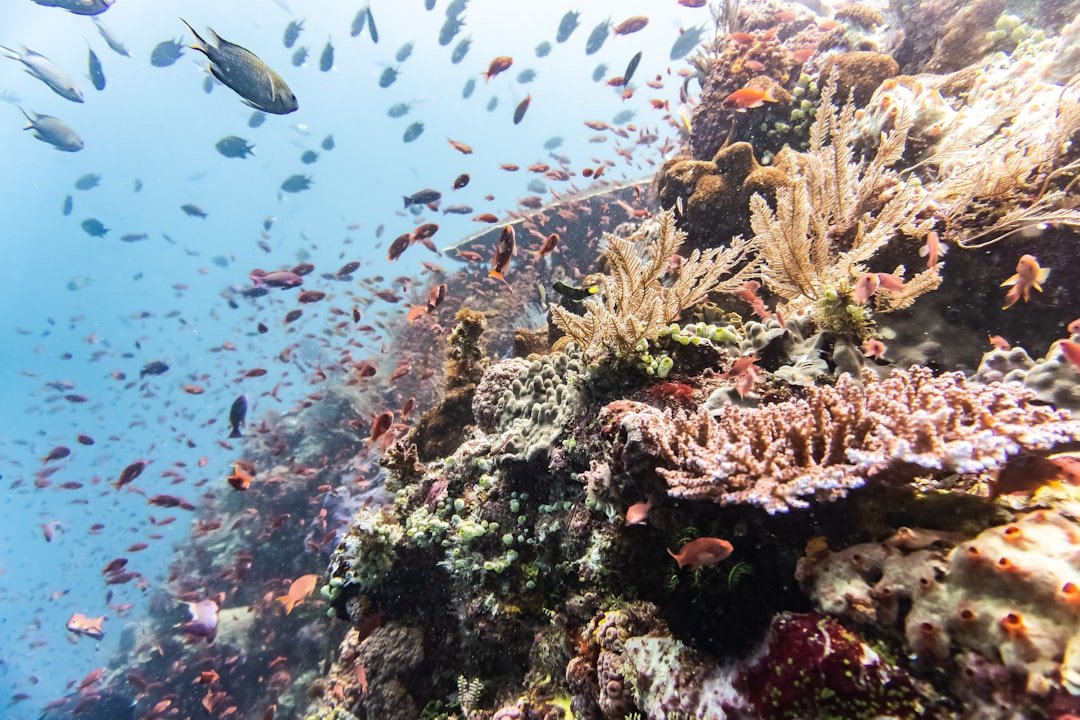 Indonesia coral reef
