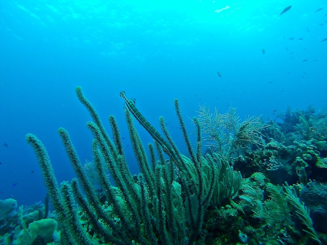 underwater coral reef blue water