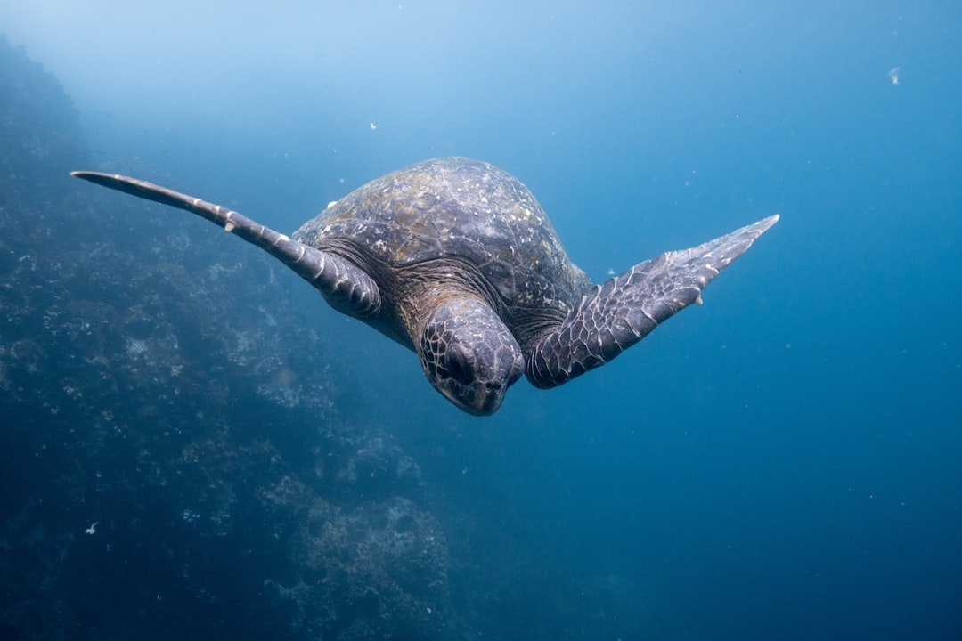 Galapagos diving reef