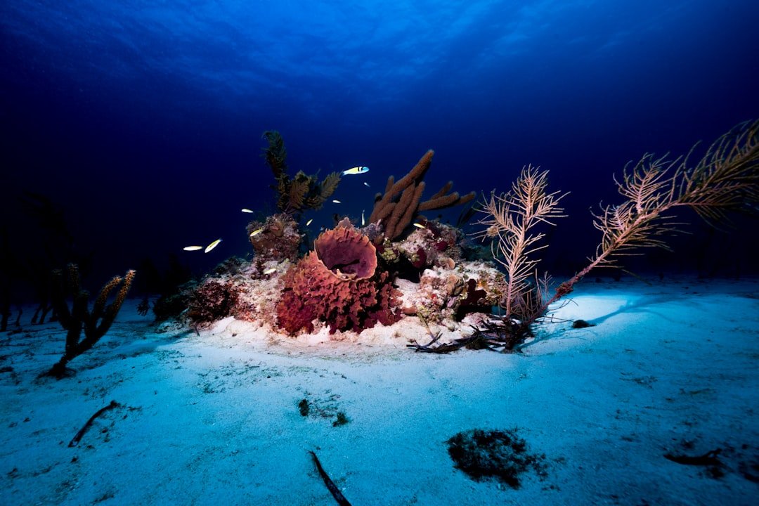 tropical coral reef wreck