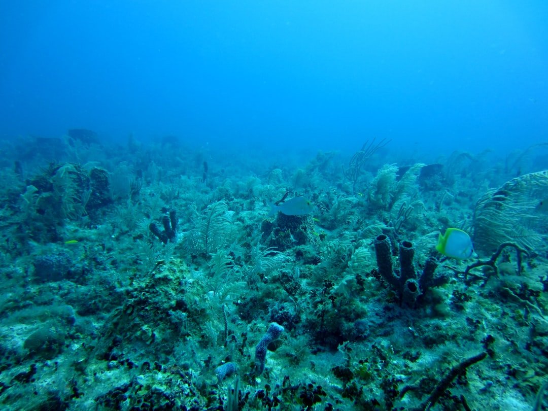 underwater camera housing coral reef