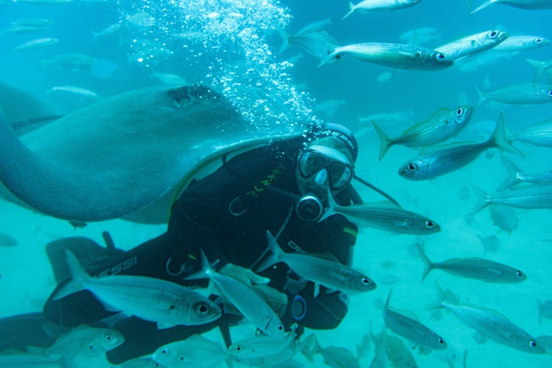 scuba diver underwater