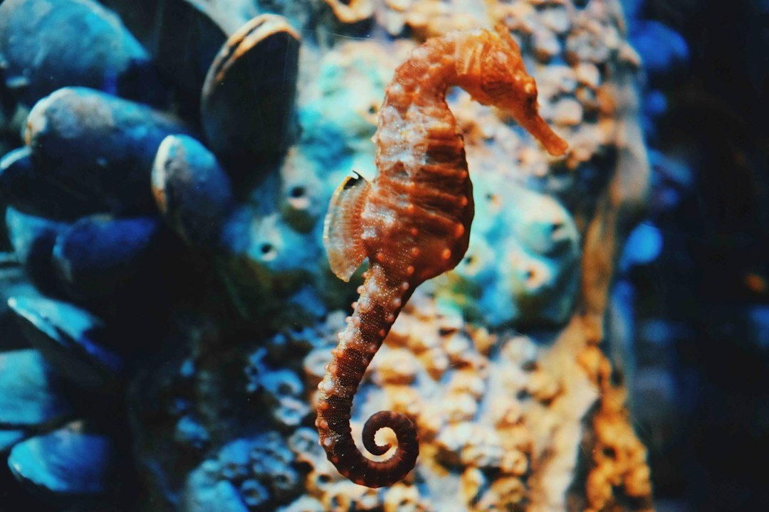 seahorse macro underwater photography