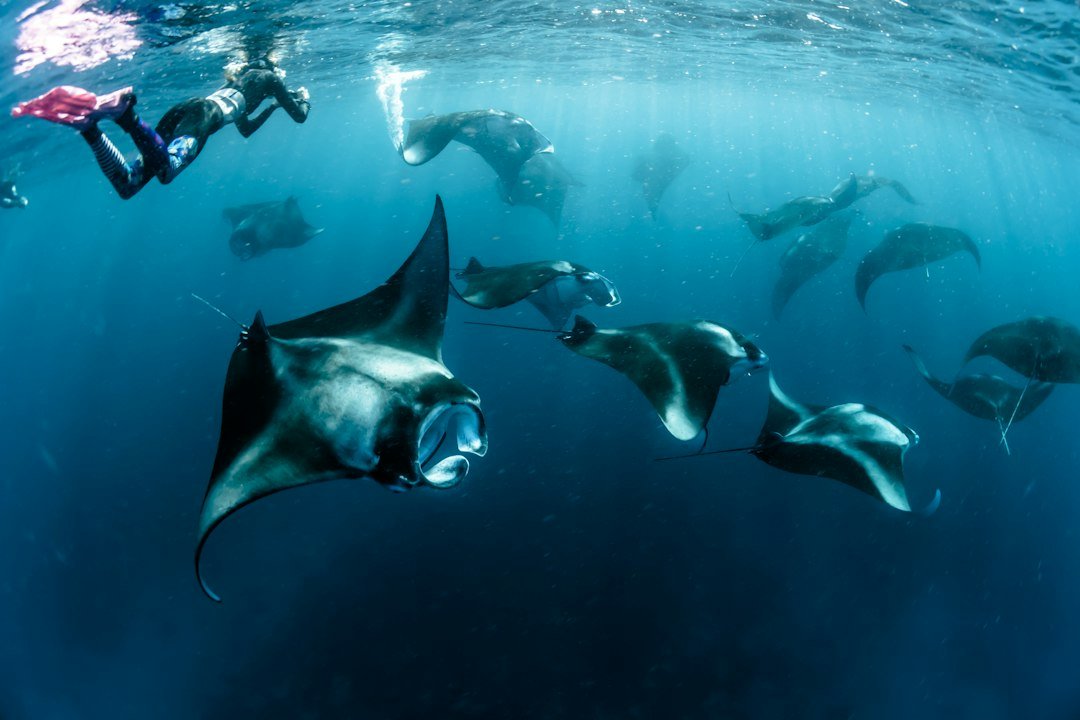 manta ray underwater photography