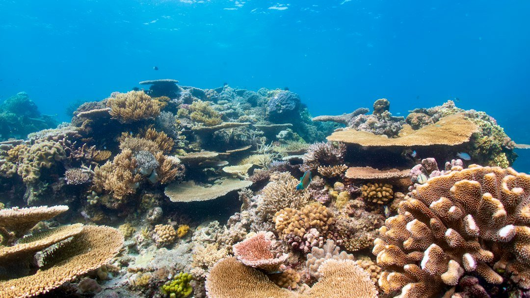 underwater coral reef