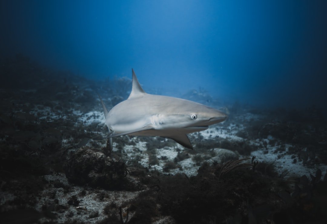 deep reef wall