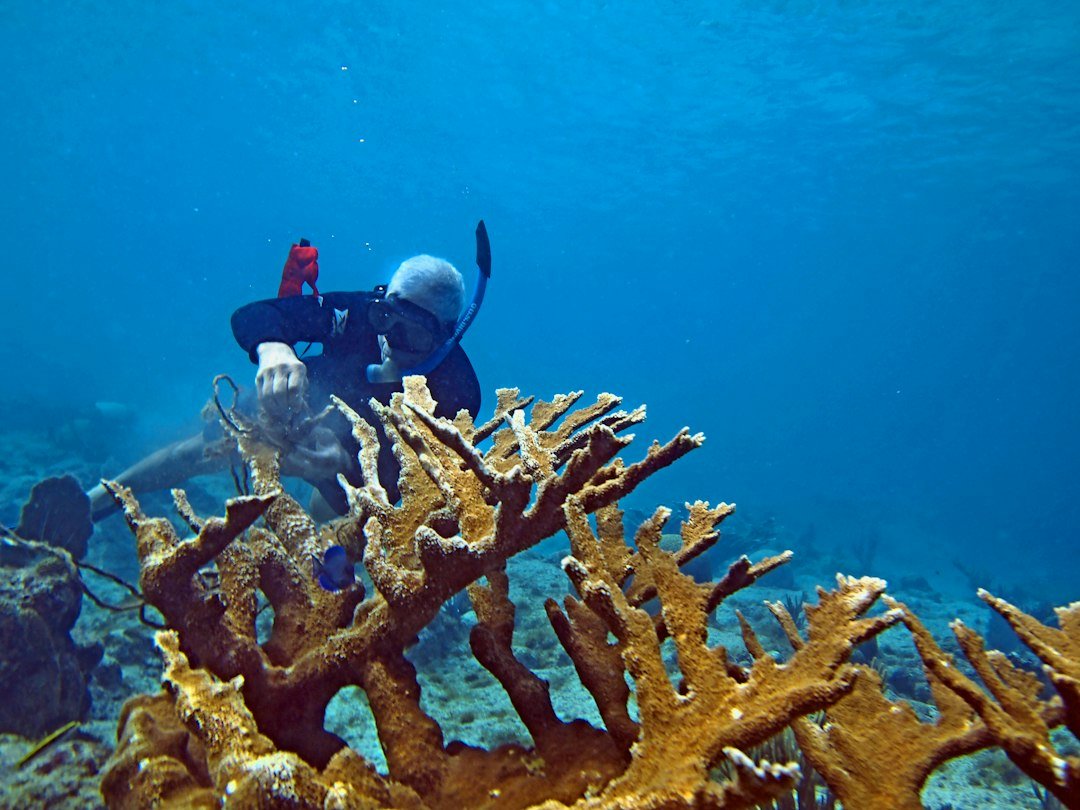 beginner scuba diving tropical reef