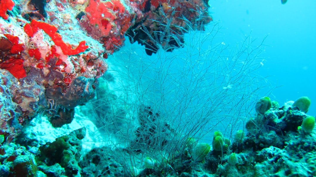 Maldives coral reef manta