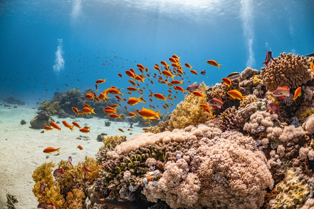 coral reef underwater tropical fish