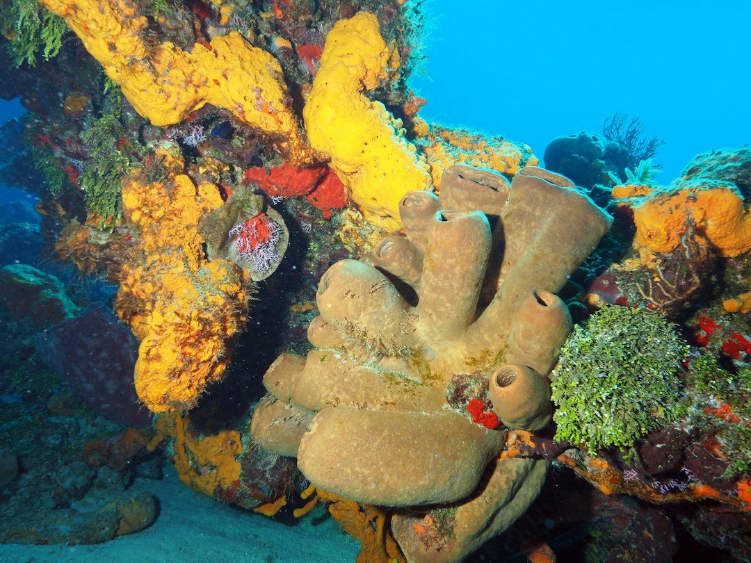 Cozumel coral reef