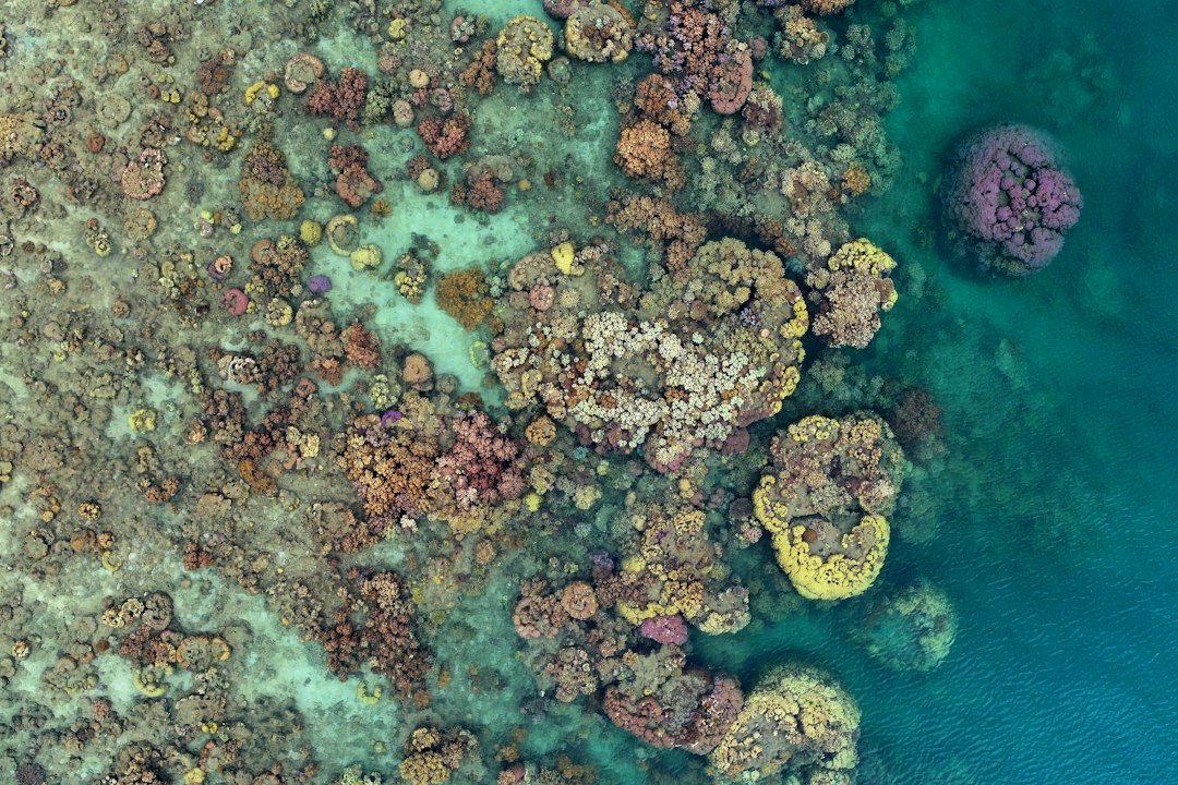 Great Barrier Reef coral
