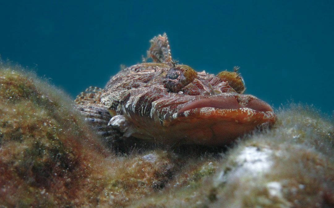 Palau coral reef