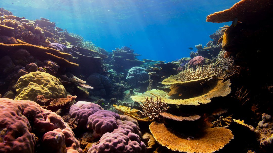 underwater camera coral