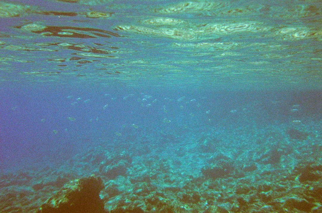 underwater cliff formation coral reef