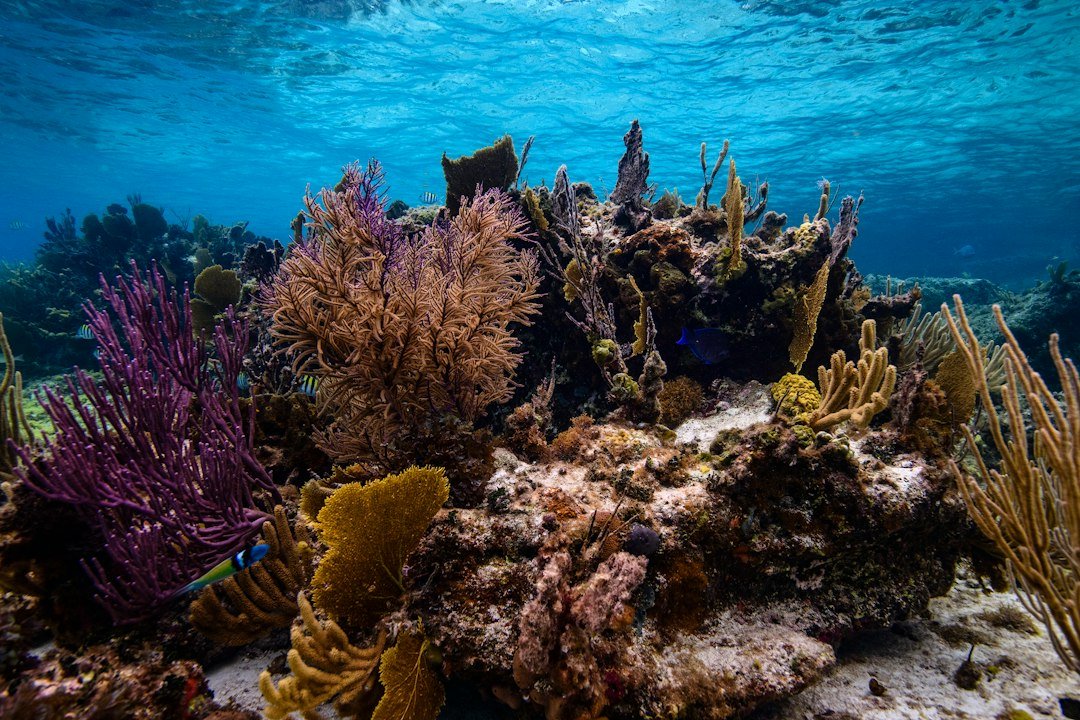 tropical coral reef underwater landscape