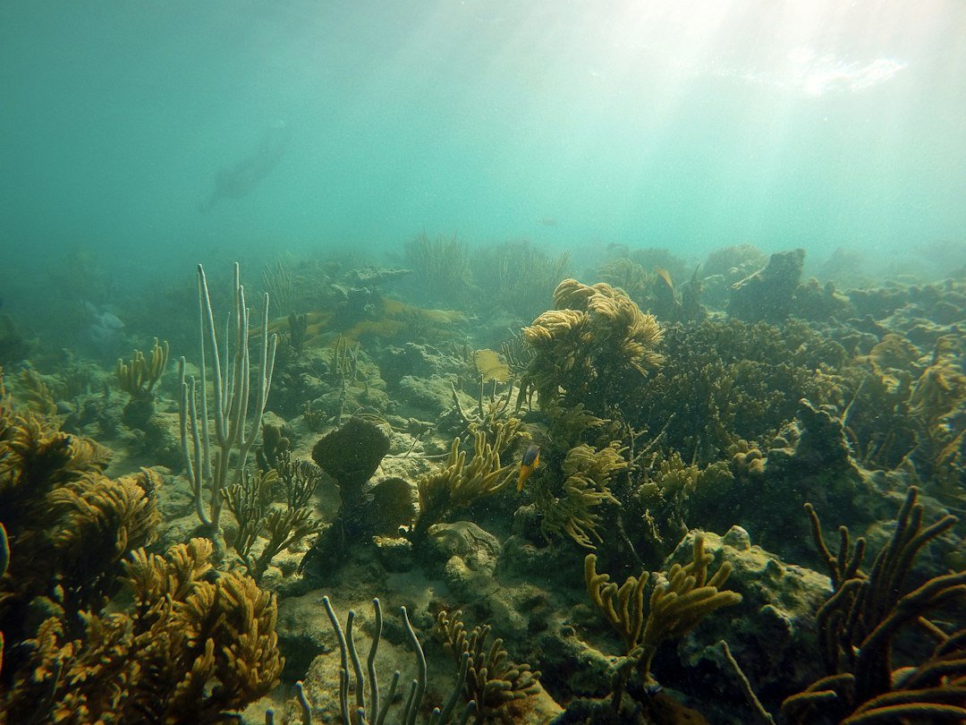 underwater sunburst reef