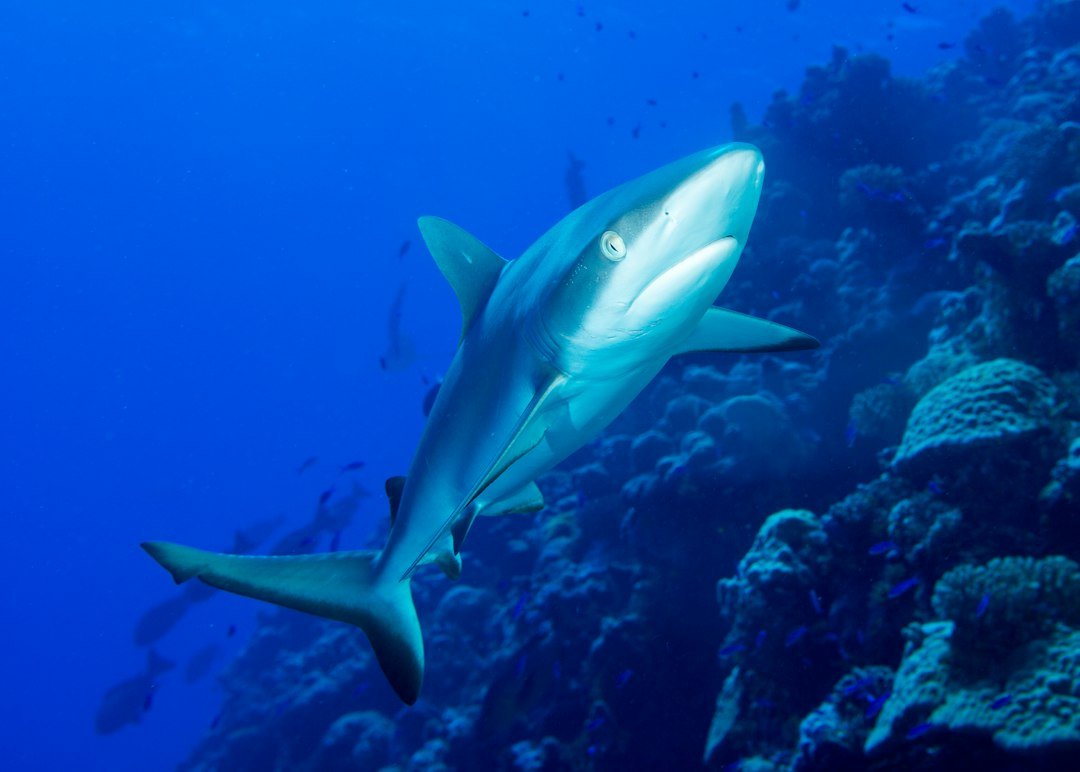 underwater reef shark