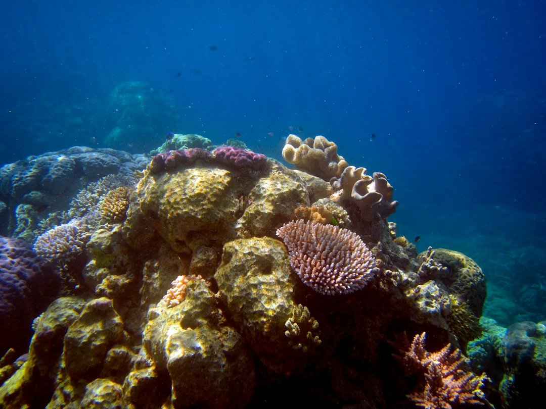 colorful coral reef underwater