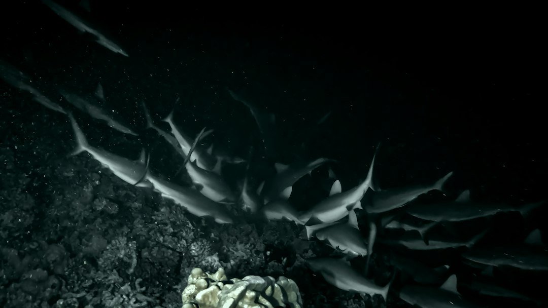 night diving underwater darkness