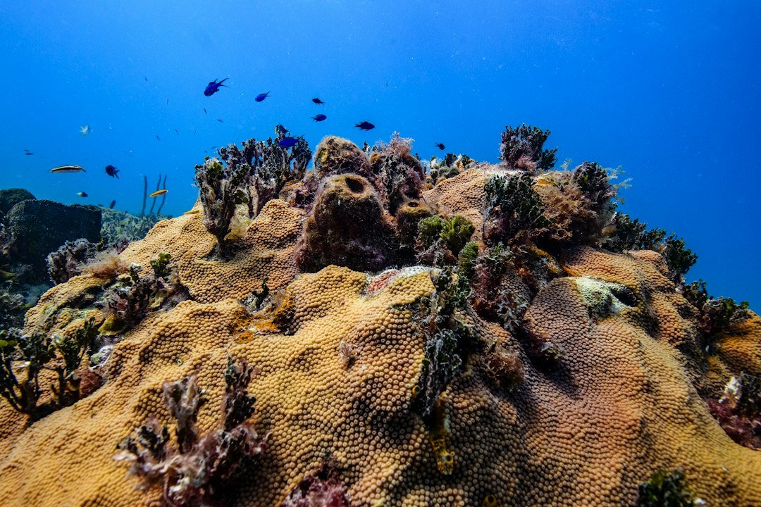 Bahamas coral reef
